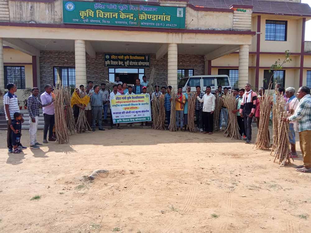 कोंडागांव जिले में कसावा की खेती: कृषि विज्ञान केंद्र का नवाचार