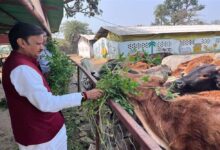 उप मुख्यमंत्री  शुक्ल ने लक्ष्मणबाग गौशाला का किया भ्रमण