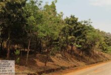 वन विकास निगम और एनएमडीसी बचेली के बीच 50 हजार पौधारोपण का अनुबंध