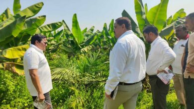 खाद्य तेल में आत्मनिर्भरता की ओर छत्तीसगढ़ : राज्य में 10,796 हेक्टेयर क्षेत्रों में ऑयल पाम की खेती