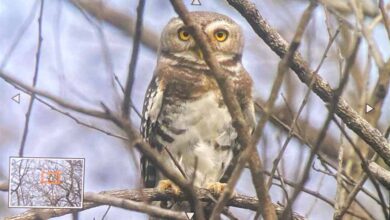 कूनो राष्ट्रीय उद्यान में फॉरेस्ट ऑउलेट का दिखाई देना, शुभ संकेत कूनो राष्ट्रीय उद्यान में फॉरेस्ट ऑउलेट का दिखाई देना, शुभ संकेत