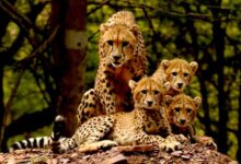 ‘प्रोजेक्ट चीता’ ‘प्रकृति से प्रगति’ का संदेश देती विश्व की सबसे सफल परियोजना : मुख्यमंत्री डॉ. यादव