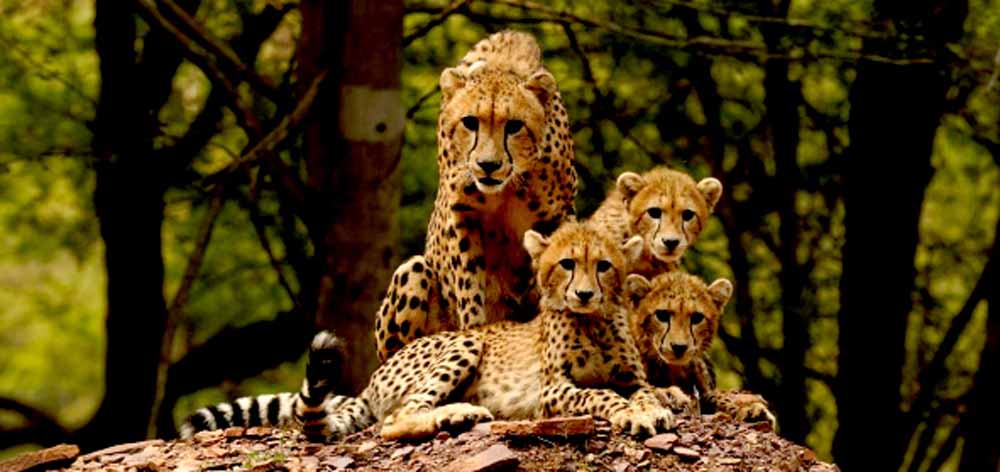 ‘प्रोजेक्ट चीता’ ‘प्रकृति से प्रगति’ का संदेश देती विश्व की सबसे सफल परियोजना : मुख्यमंत्री डॉ. यादव