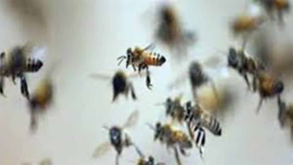 माता टेकरी पर मधुमक्खियों का हमला माता टेकरी पर मधुमक्खियों का हमला