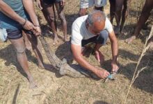 सुरक्षित रेस्क्यू के बाद मगरमच्छ को मिला नया ठिकाना, जंगल सफारी में बसाया गया