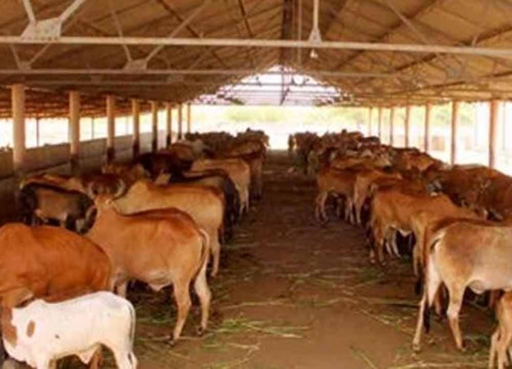 63 को गोकुल व 49 को आज मिलेगा नंद बाबा पुरस्कार