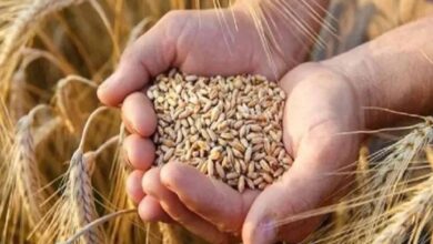 समर्थन मूल्य पर सात मार्च तक होगा गेहूं का उपार्जन : मुख्यमंत्री डॉ. यादव