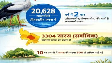इटावा वन प्रभाग में पाए गए सर्वाधिक 3304 सारस, 10 वन प्रभागों में यह संख्या 500 से अधिक पाई गई