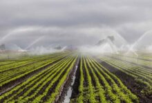 200 हेक्टेयर भूमि होगी सिंचित, लाखों किसानों को मिलेगा लाभ : खाद्य मंत्री राजपूत