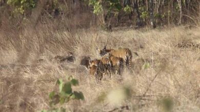 विंध्य की गोद में बसा खिवनी अभयारण्य, बन रहा इको-टूरिज्म का आकर्षण केंद्र