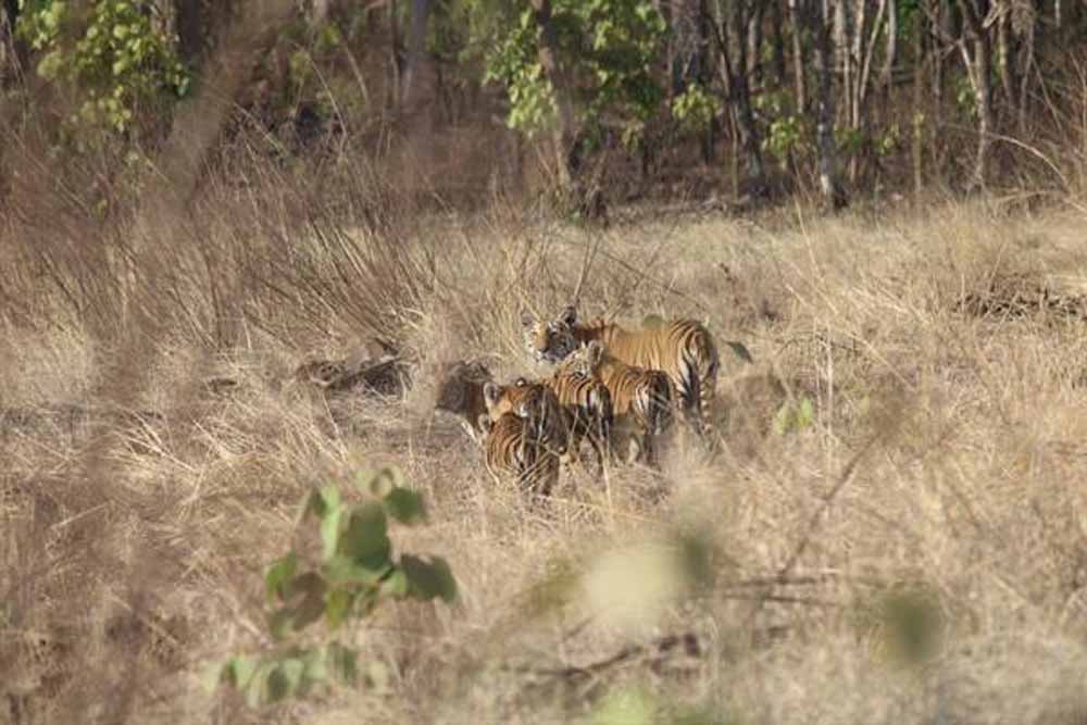 विंध्य की गोद में बसा खिवनी अभयारण्य, बन रहा इको-टूरिज्म का आकर्षण केंद्र विंध्य की गोद में बसा खिवनी अभयारण्य, बन रहा इको-टूरिज्म का आकर्षण केंद्र