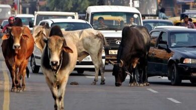 दो साल में MP की सड़कों से खत्म होंगे आवारा मवेशी, विधानसभा में BJP सरकार का दावा दो साल में MP की सड़कों से खत्म होंगे आवारा मवेशी, विधानसभा में BJP सरकार का दावा