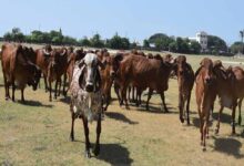 मध्य प्रदेश की गौशालाओं को ऑस्ट्रेलिया और दुबई की संस्थाओं का समर्थन, 3 माह बाद सड़कों पर नहीं दिखेंगे गौवंश