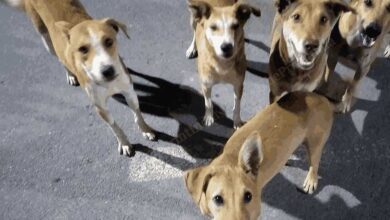 आवारा कुत्तों से निजात दिलाएंगे शेल्टर होम व एबीसी सेंटर
