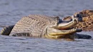 मध्य प्रदेश सरकार ने चंबल में घड़ियालों के घोंसलों को बचाने की योजना बनाई, जल्द होगा सर्वे