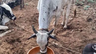 नस्ल सुधार से पशुपालकों की आय बढ़ाने की दिशा में ‘हिरण्यगर्भा अभियान’ मजबूत आधार