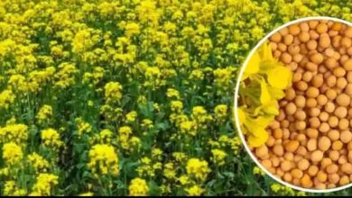 एमपी किसानों के लिए बड़ी राहत: अब सरसों पर भी मिलेगा भावांतर, सोयाबीन की तरह सरकार देगी कीमत का अंतर
