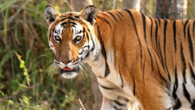 बांधवगढ़ की बाघिन का रिश्ता तय, राजस्थान में होगी विदाई हेलीकॉप्टर से, मुकुंदरा हिल टाइगर रिजर्व में शिफ्ट