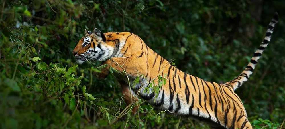 छत्तीसगढ़–महाराष्ट्र सीमा पर बाघ का आतंक: दिन-दहाड़े मवेशी पर हमला, ग्रामीण पेड़ पर चढ़कर बची जान