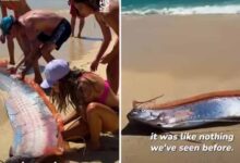 मैक्सिको के बीच पर दिखीं ‘प्रलय की मछलियां’, महिला ने कैमरे में कैद किया दुर्लभ दृश्य