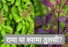 घर में रामा या श्यामा तुलसी? जानें कौन सी मानी जाती है ज्यादा शुभ और क्यों