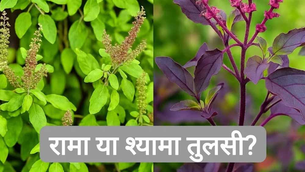 घर में रामा या श्यामा तुलसी? जानें कौन सी मानी जाती है ज्यादा शुभ और क्यों