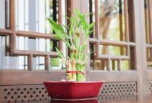 घर में बांस का पौधा लगाने से पहले जान लें सही दिशा, गलत जगह लगा तो हो सकता है नुकसान