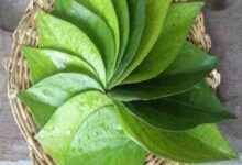 पान के पत्तों का चमत्कारी उपाय: जीवन की रुकावटें दूर करने का सरल तरीका