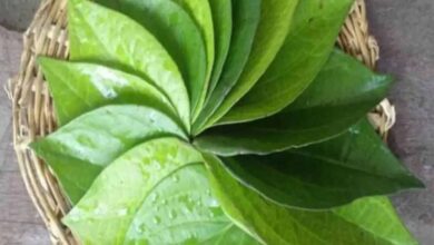 पान के पत्तों का चमत्कारी उपाय: जीवन की रुकावटें दूर करने का सरल तरीका