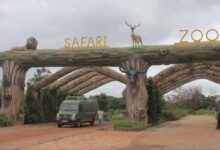 होली पर जंगल सफारी का प्लान बना रहे हैं? 3 मार्च से कुछ दिनों तक पर्यटकों की एंट्री रहेगी बंद