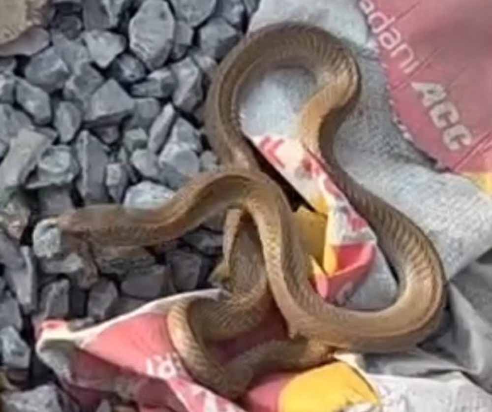 कोरबा में निर्माणाधीन मकान से निकला कोबरा, इलाके में मची अफरा-तफरी