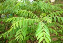 घर में करी पत्ते का पौधा है? सही दिशा में लगाएं और देखें चमत्कारी वास्तु फायदे!