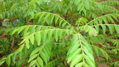 घर में करी पत्ते का पौधा है? सही दिशा में लगाएं और देखें चमत्कारी वास्तु फायदे!