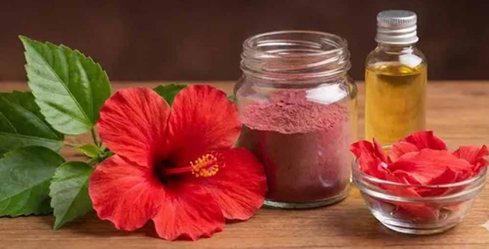 खूबसूरत त्वचा और घने बालों का प्राकृतिक मंत्र: गुड़हल के चमत्कारी फायदे खूबसूरत त्वचा और घने बालों का प्राकृतिक मंत्र: गुड़हल के चमत्कारी फायदे