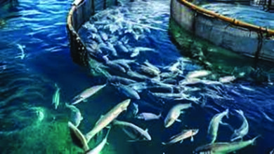 मत्स्य क्षेत्र में 30 कंपनियां करेंगी 1400 करोड़ रुपये से अधिक का निवेश