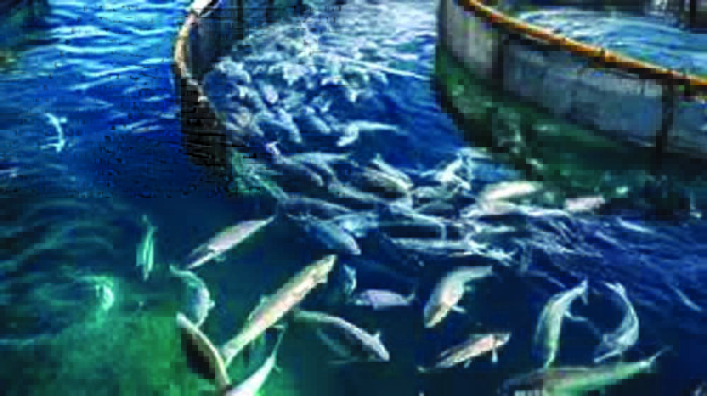 मत्स्य क्षेत्र में 30 कंपनियां करेंगी 1400 करोड़ रुपये से अधिक का निवेश