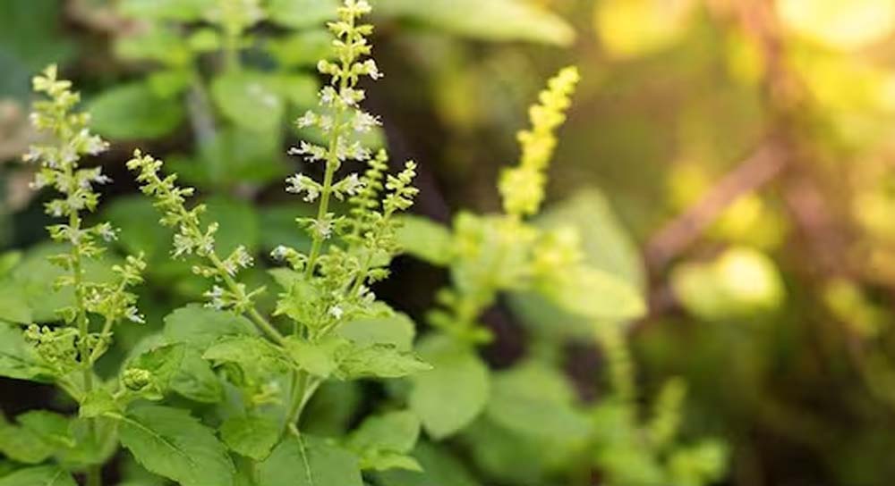 तुलसी के साथ लगाएं ये 3 खास पौधे, घर से दूर होगी नेगेटिव एनर्जी