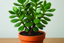 मनी प्लांट से भी ज्यादा पावरफुल है ये पौधा, इस दिशा में लगाते ही घर में बरसेगा पैसा