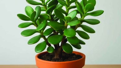 मनी प्लांट से भी ज्यादा पावरफुल है ये पौधा, इस दिशा में लगाते ही घर में बरसेगा पैसा
