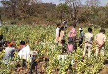 बलरामपुर के कोरंधा में मसाले की आड़ में अफीम की खेती पकड़ी गई, पौने 2 करोड़ की जब्ती