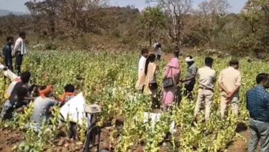 बलरामपुर के कोरंधा में मसाले की आड़ में अफीम की खेती पकड़ी गई, पौने 2 करोड़ की जब्ती