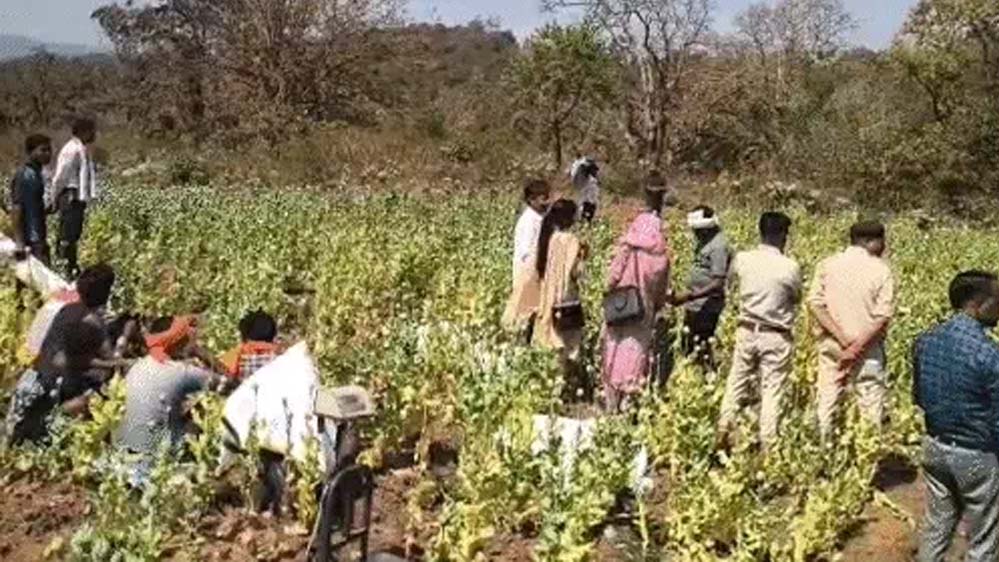 बलरामपुर के कोरंधा में मसाले की आड़ में अफीम की खेती पकड़ी गई, पौने 2 करोड़ की जब्ती