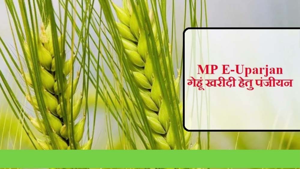 इंदौर, उज्जैन, भोपाल और नर्मदापुरम संभाग में 1 अप्रैल तथा शेष संभागों में 7 अप्रैल से होगी गेहूँ खरीदी : खाद्य मंत्री  राजपूत