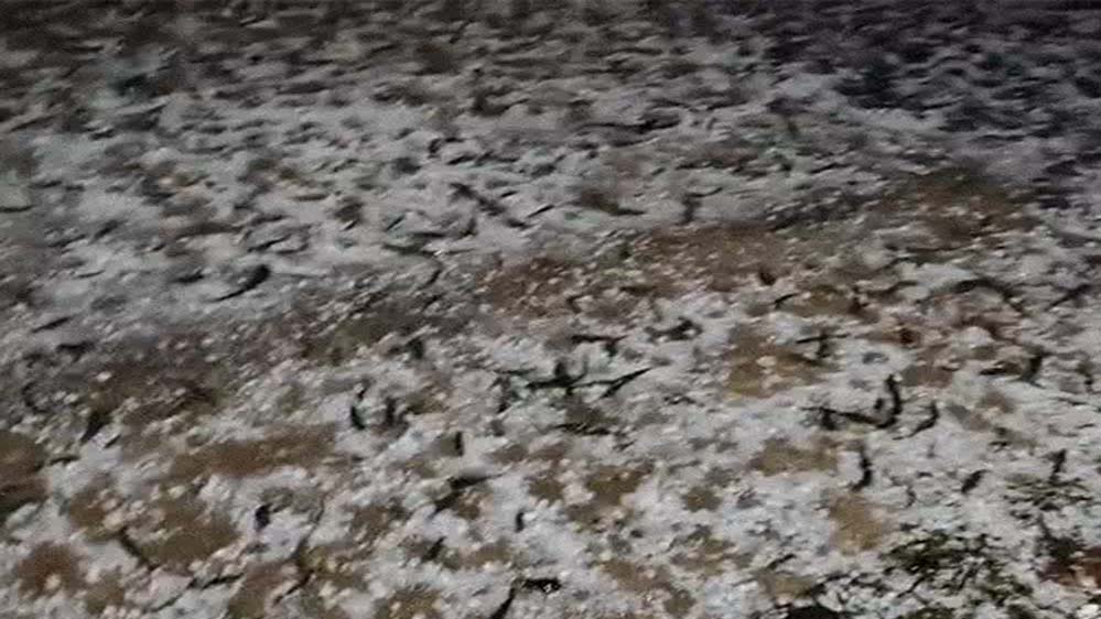 राजस्थान और MP में बारिश और ओले , हरियाणा में बारिश से सड़कों पर पानी,UK के गंगोत्री धाम में बर्फबारी