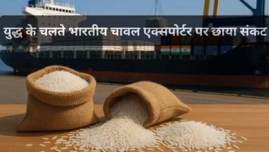 MP से बासमती का निर्यात ठप, समुद्र में फंसा चावल, किसानों और व्यापारियों की बढ़ी चिंता