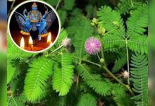 शनि देव को खुश करना है? घर में जरूर लगाएं ये चमत्कारी पौधा!