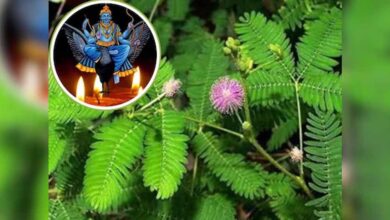 शनि देव को खुश करना है? घर में जरूर लगाएं ये चमत्कारी पौधा!