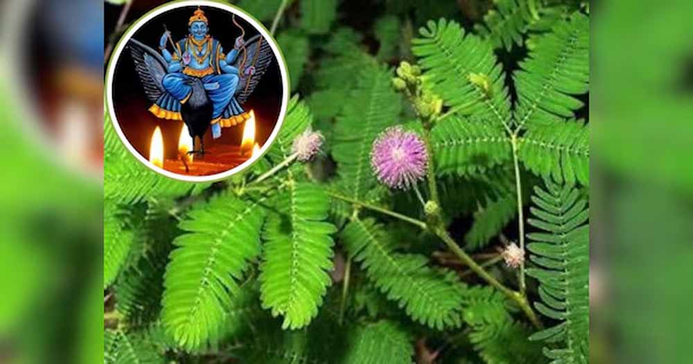 शनि देव को खुश करना है? घर में जरूर लगाएं ये चमत्कारी पौधा! शनि देव को खुश करना है? घर में जरूर लगाएं ये चमत्कारी पौधा!