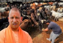 योगी सरकार की ‘नन्दिनी कृषक समृद्धि योजना’ से डेयरी सेक्टर में आ रही नई क्रांति