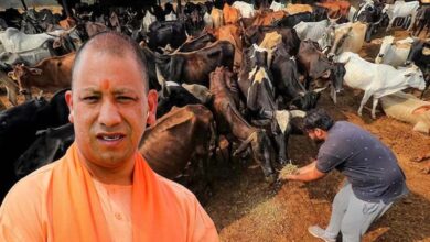 योगी सरकार की ‘नन्दिनी कृषक समृद्धि योजना’ से डेयरी सेक्टर में आ रही नई क्रांति